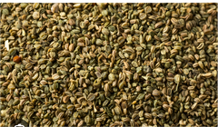 Celery Seed