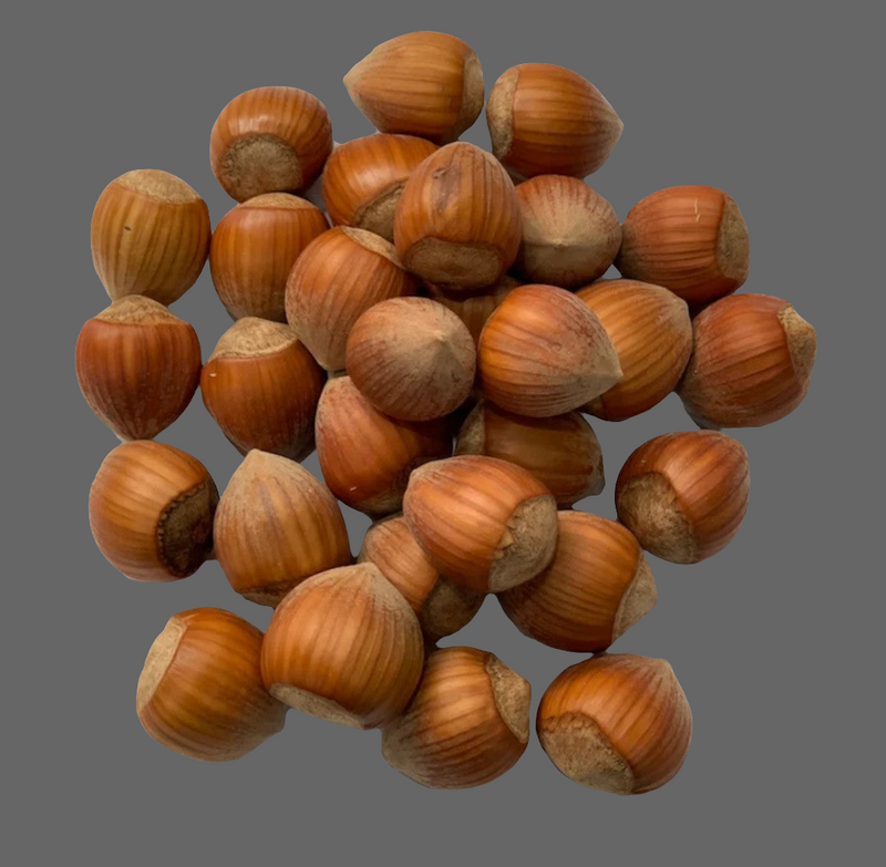 Hazelnuts in Shell